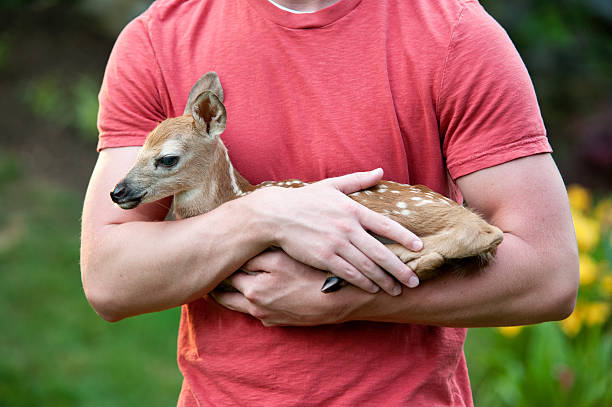 Boy Holding Baby Fawn