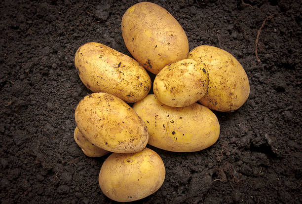 istock Bunch of fresh potatoes 153509842