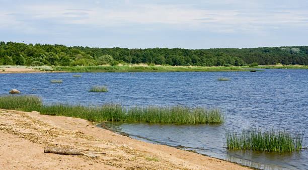 istock Lake in the forest 153510160