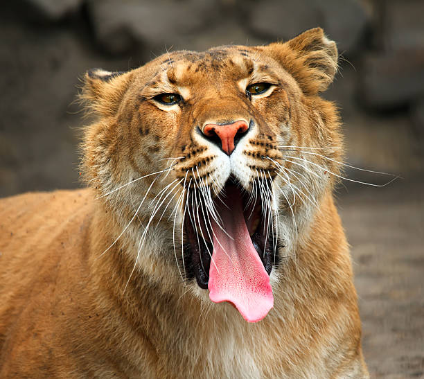 Mini Liger 110+ Liger Stock Photos, Pictures & Royalty-Free Images - iStock