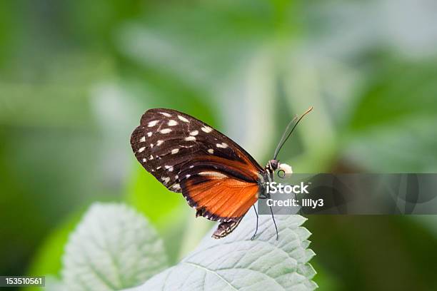 Golden Helicon Na Folha - Fotografias de stock e mais imagens de América do Norte - América do Norte, América do Sul, Animal