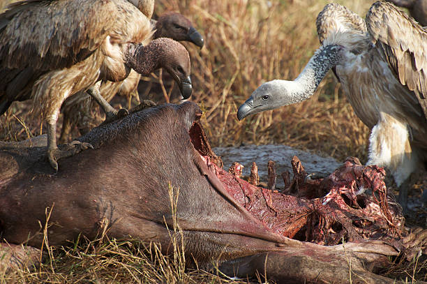 istock Vultures on karkas of Wilde Beast 153510655