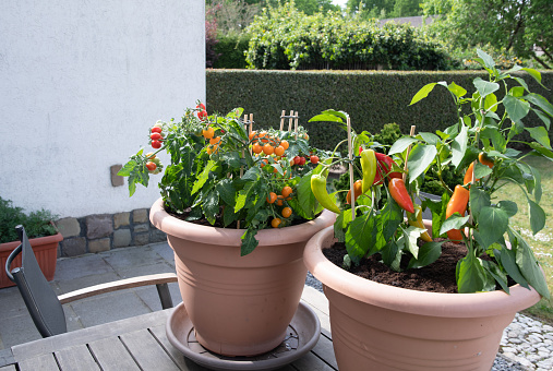 Large pots with cherry tomatoes and on the garden terrace, planting a mini garden when there is no space. High quality photo