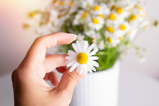 Female hand holding chamomile flowers on bouquet background