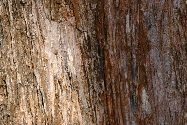 istock dry tree trunk surface. forest in the dry season. 1535122779