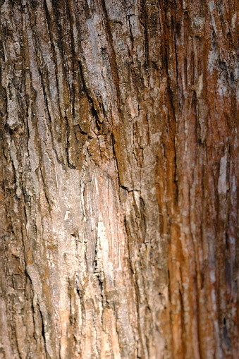 dry tree trunk surface. forest in the dry season.