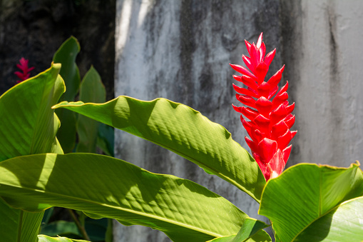 The flower of Alpinia purpurata, a herbaceous plant, belongs to the Zingiberaceae family. Alpinia purpurata, red ginger, also called ostrich plume and pink cone ginger