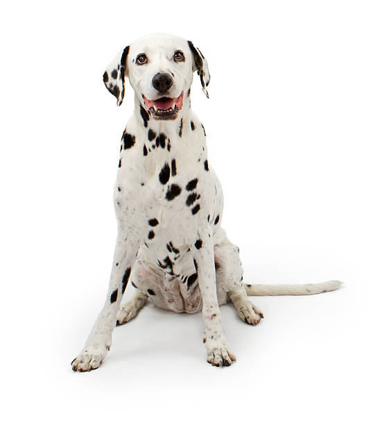 istock Dalmation Dog on a white background 153513892