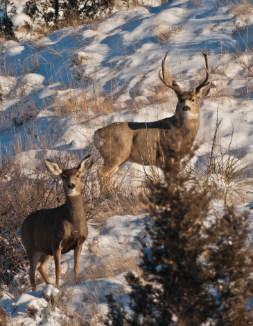 Wild mule deer in the extreme winter terrain of Rocky Mountain National Park near Estes Park, Colorado USA.
