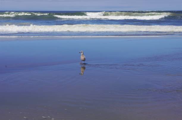 istock Seagull on the wet beach facing away 1535143396