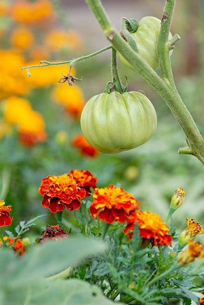 Tomatoes and Marigolds (companion planting) stock photo