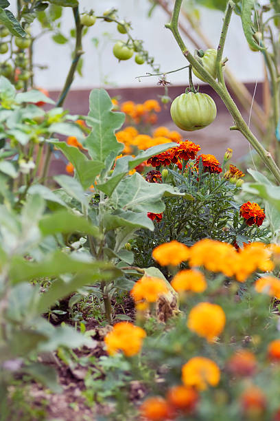 Tomatoes and Marigolds (companion planting) stock photo