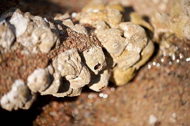 istock Coral stone closeup details 153515107