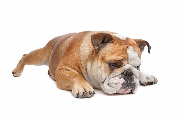 istock English Bulldog 153515113