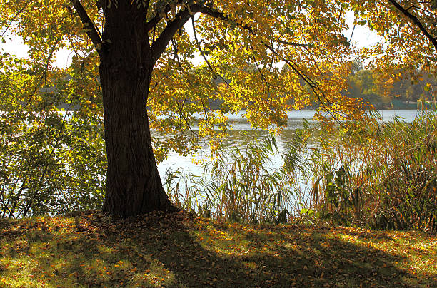 istock lake tree and colorful foliage 153515257