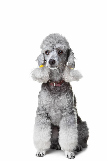 istock Gray poodle on isolated white background 153515288