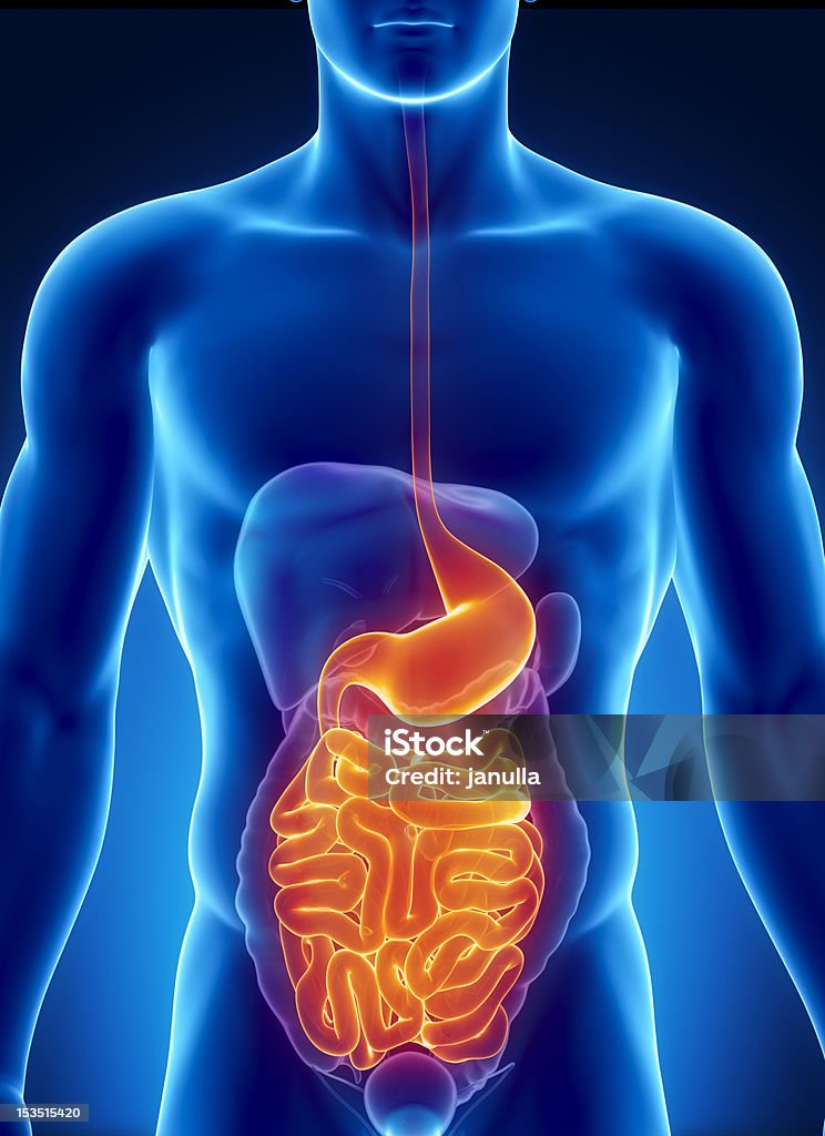 ANatomy of human digestive system Male anatomy of human organs in x-ray view Stomach Stock Photo