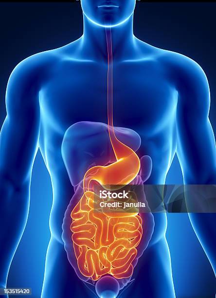 Anatomy Of Human Digestive System Stock Photo - Download Image Now - Stomach, X-ray Image, Abdomen