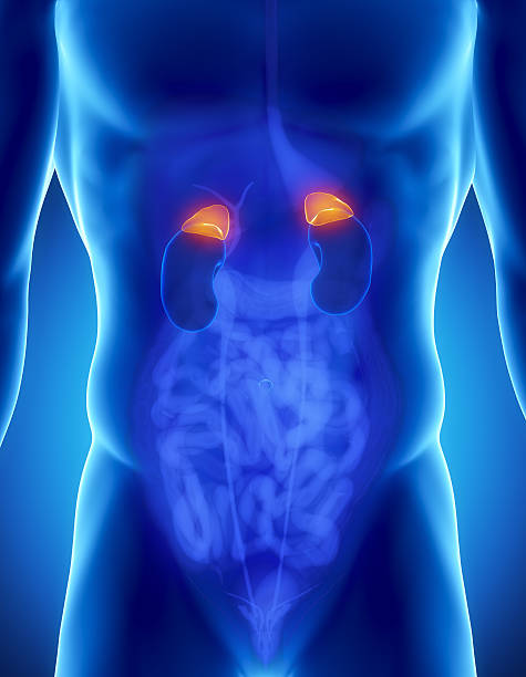 Male adrenal anatomy stock photo