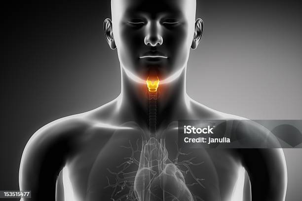 Photo libre de droit de Larynx Anatomie Humaine banque d'images et plus d'images libres de droit de Abdomen - Abdomen, Anatomie, Cancer