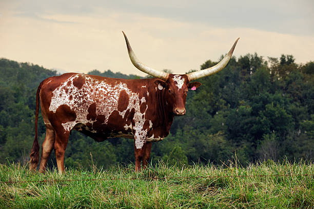 istock Longhorn Looking at You 153515484