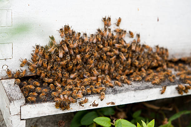 istock The entrance to a bee hive 153515562