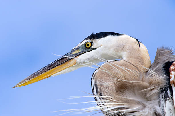 istock Portrait of a Great Blue Heron 153515583