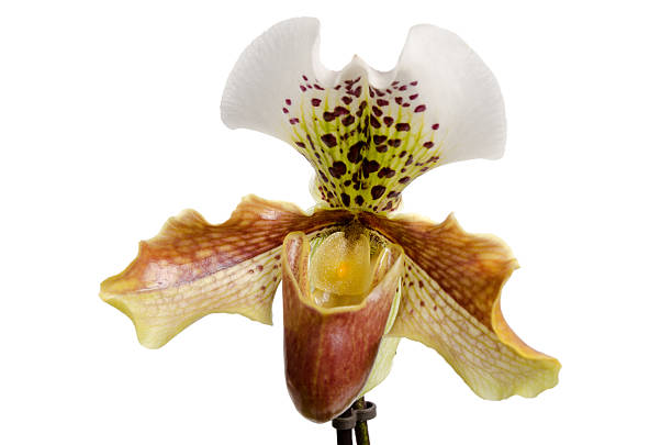 istock Close up of orchid (Paphiopedilum Maudiae) 153515721