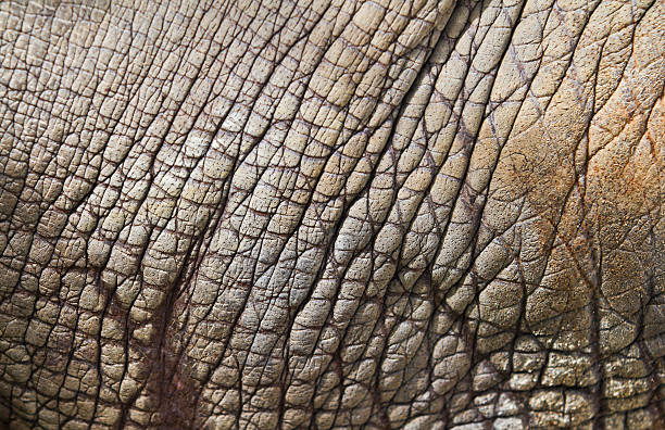 istock Rhinoceros skin 153515888