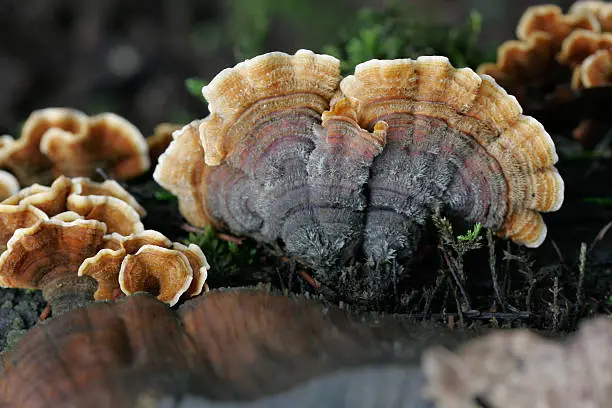 Photo of Turkey Tail Mushroom, Trametes versicolor