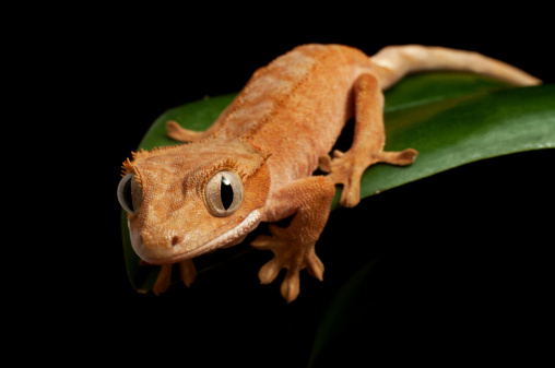 Young crested (Caledonian) gecko on leaf, isolated on black background