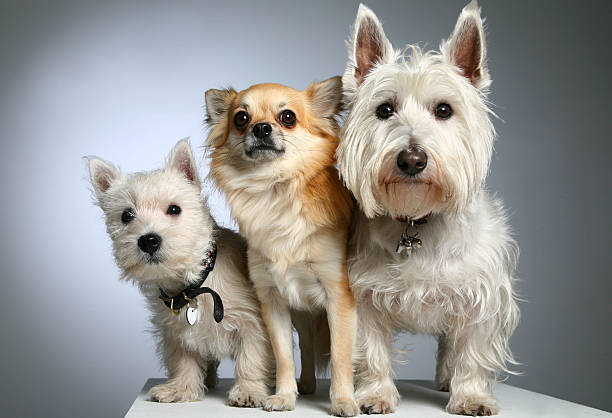 dos terrier escocés blanco y una chihuahua - group of dogs fotografías e imágenes de stock