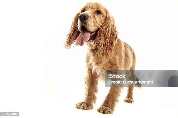 Cocker Spaniel - Fotografias de stock e mais imagens de Amarelo-Acastanhado - Amarelo-Acastanhado, Animal, Animal Doméstico