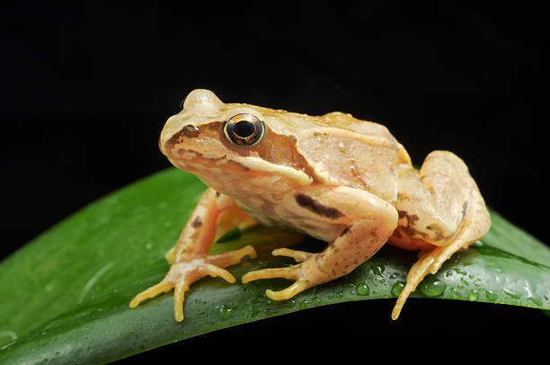 istock European common frog on leaf 153516822