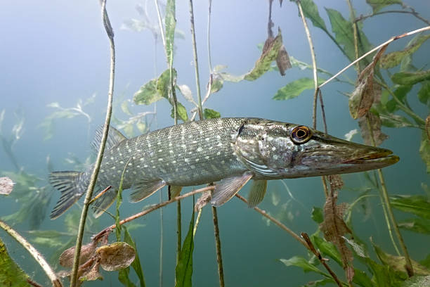istock Pike in the lake 153516966