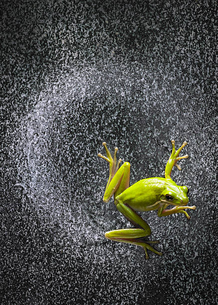 istock Green Tree Frog on Metal Plate 153517018