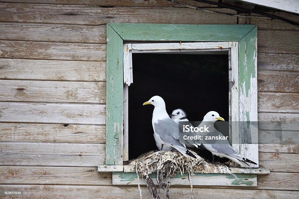 Gaivota Família - Royalty-free Animal Foto de stock