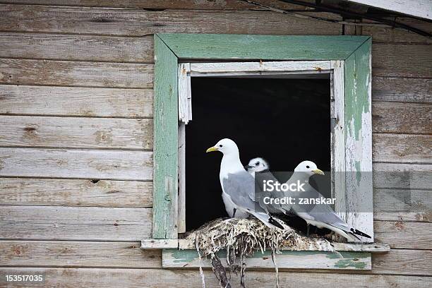 Gaivota Família - Fotografias de stock e mais imagens de Animal - Animal, Ave marinha, Cria