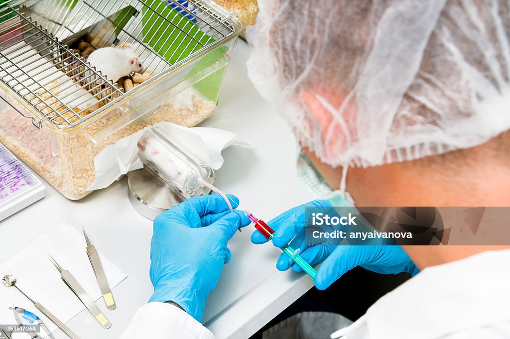 Researcher injects substance into mouse tail Researcher in lab coat and protective makes injection into mouse tail Mouse - Animal Stock Photo