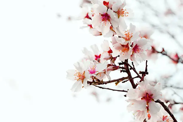 closeup of almond blossom