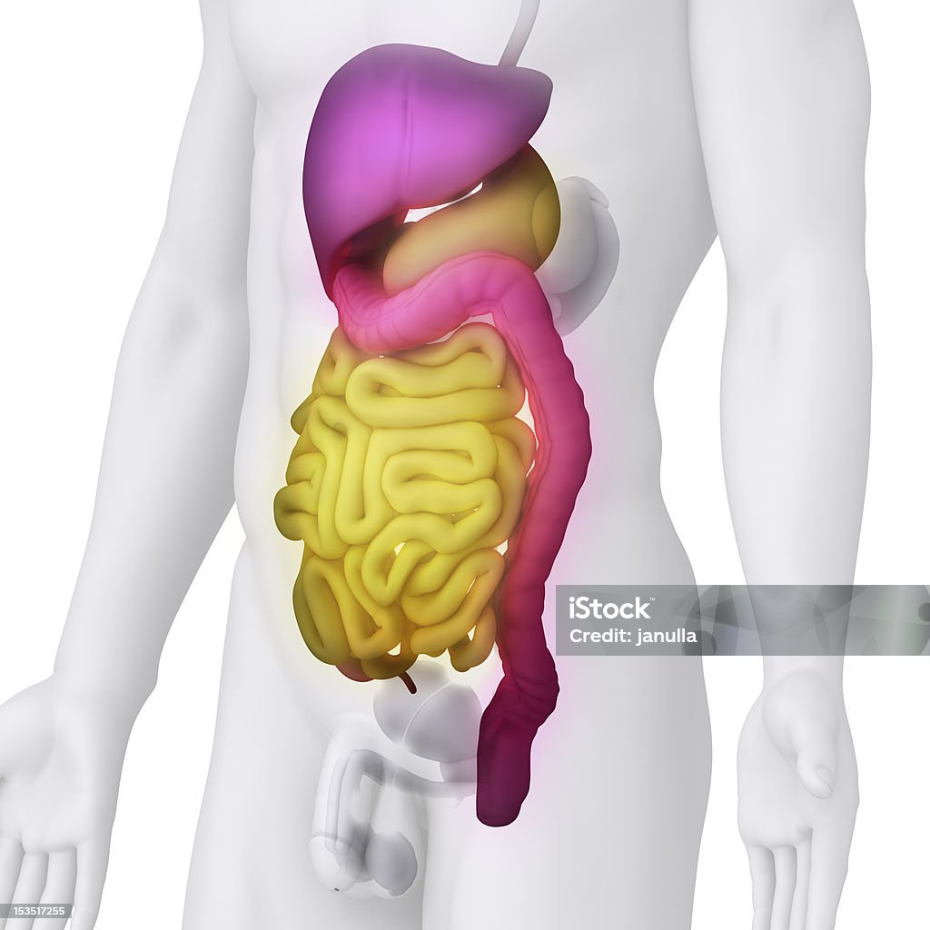 Männliche DIGESTIVE Organe Anatomie-illustration, auf weißen Winkel anzeigen - Lizenzfrei Anatomie Stock-Foto