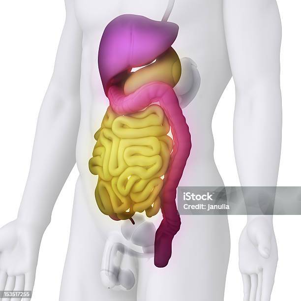 Maschile Anatomia Organi Digestivi Illustrazione Su Bianco Angolo Di Visualizzazione - Fotografie stock e altre immagini di Addome