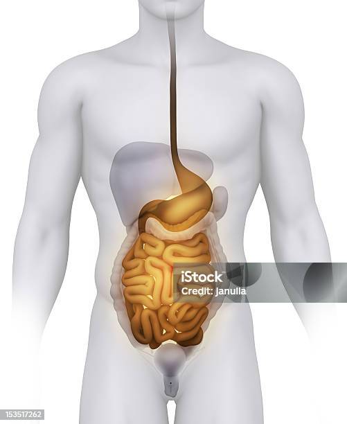 Male Digestive Anatomy Illustration On White Stock Photo - Download Image Now - Abdomen, Anatomy, Biomedical Illustration