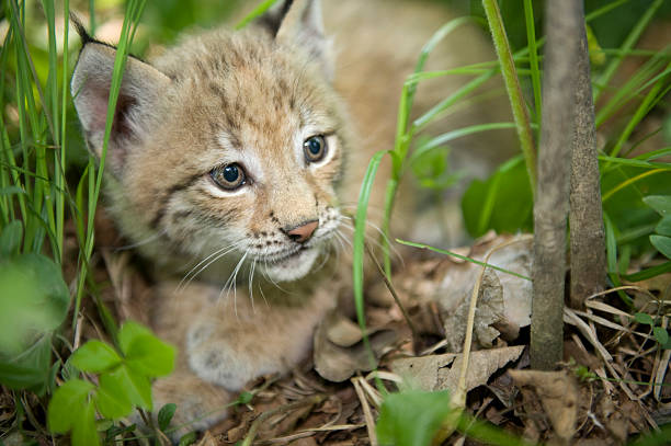 istock kitten of lynx 153517352