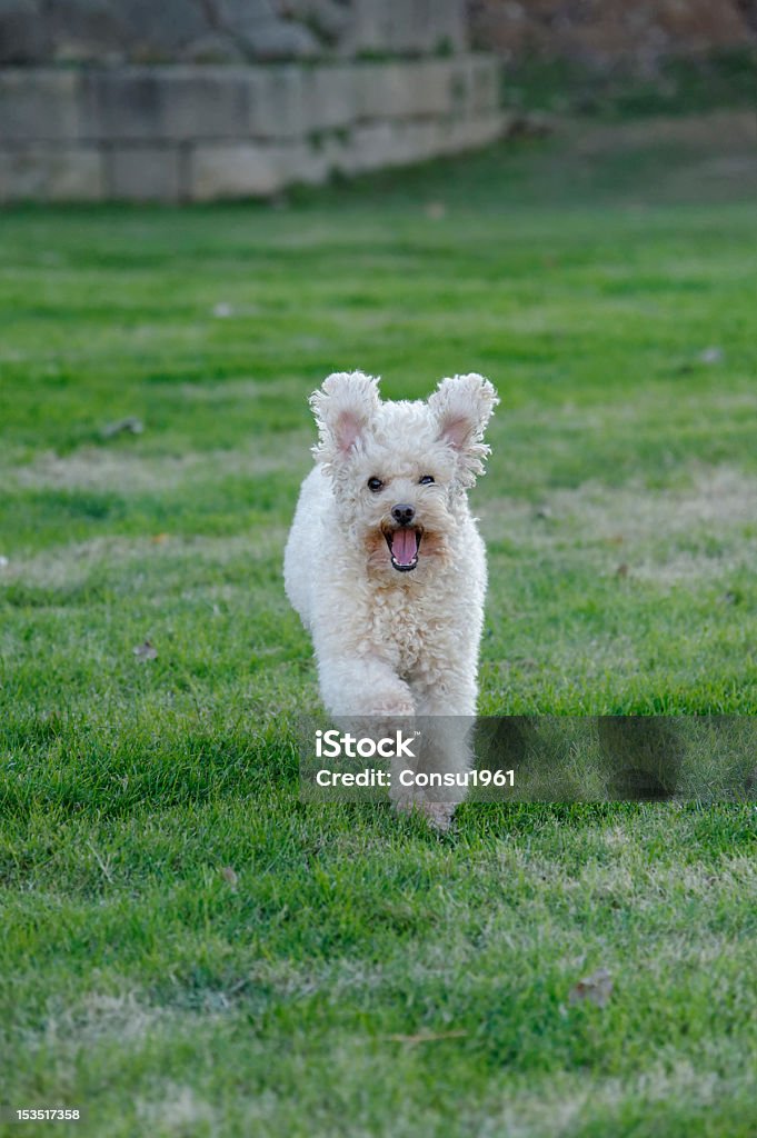 Perro feliz - Foto de stock de Aire libre libre de derechos