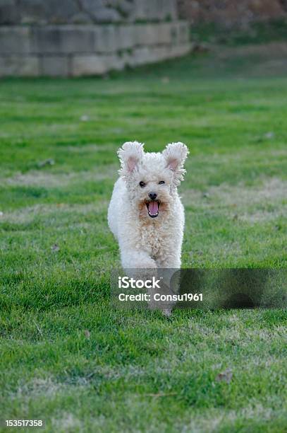 Perro Feliz Foto de stock y más banco de imágenes de Aire libre - Aire libre, Alegría, Animal