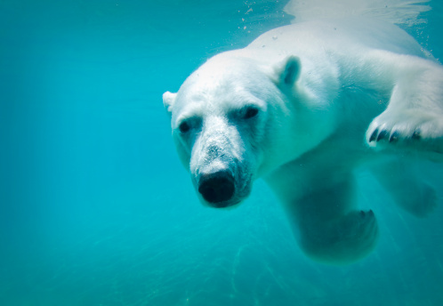 Polar bear swimming underwater at the zoo