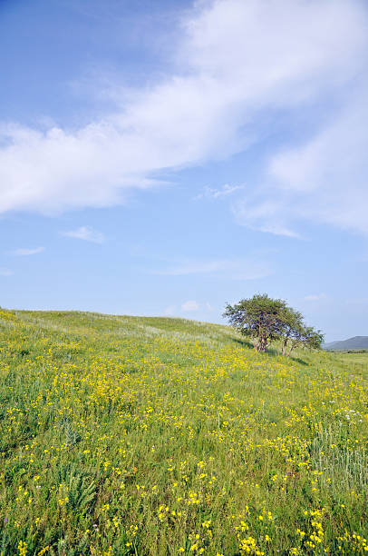 La Betulla argentata e Pascolo - foto stock