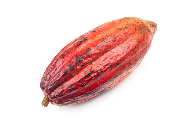 istock A red and orange cocoa bean husk 153517819