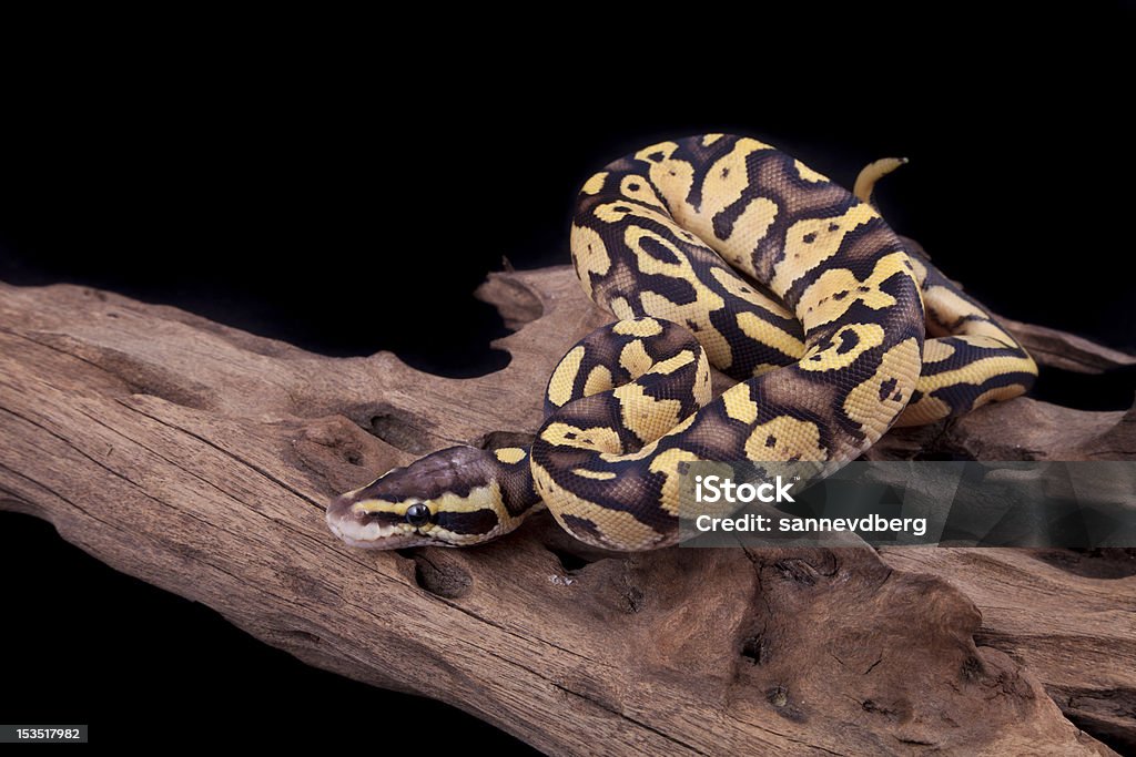 Baby-Ball oder Royal Python, Leuchtkäfer verändert - Lizenzfrei Bedrohte Tierart Stock-Foto